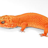 2418 - Mandarin Tangerine - Female