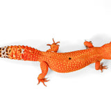 2509 - Mandarin Tangerine - Female