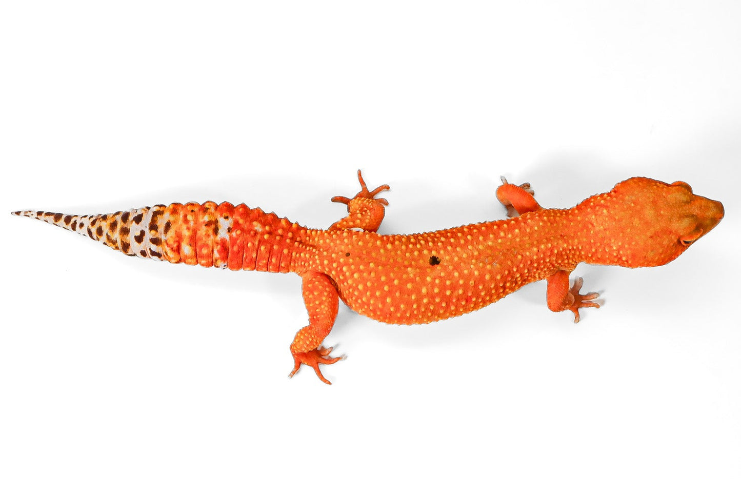 2509 - Mandarin Tangerine - Female