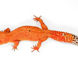 2509 - Mandarin Tangerine - Female