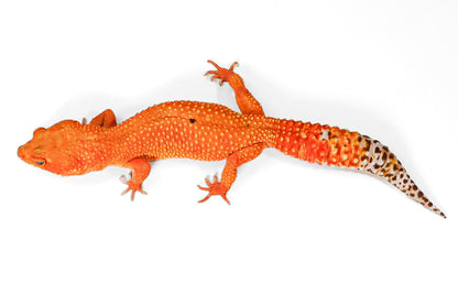 2509 - Mandarin Tangerine - Female