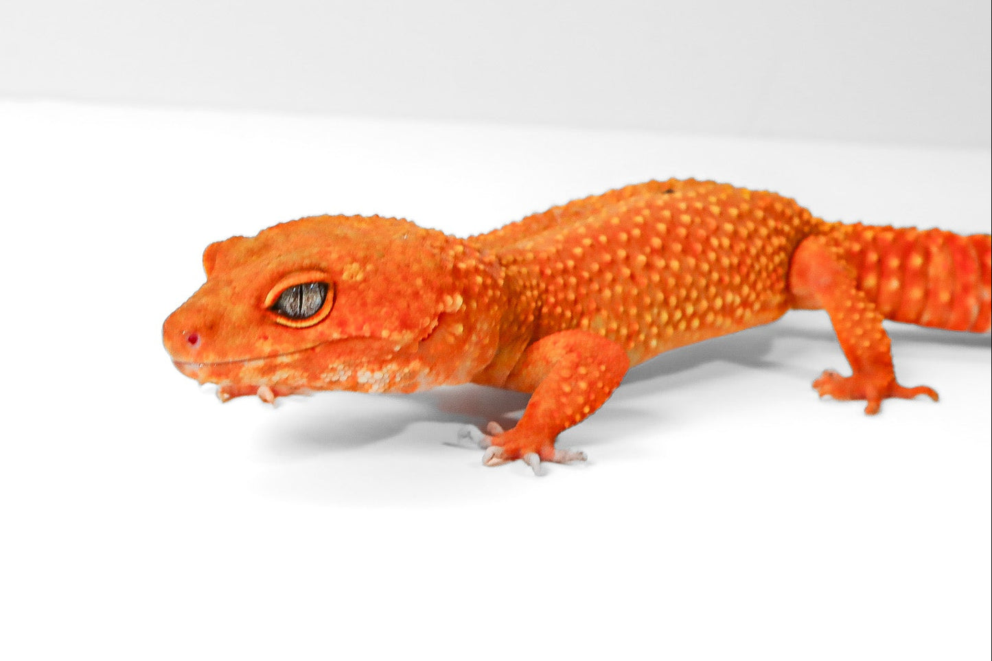 2509 - Mandarin Tangerine - Female