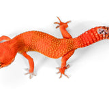 2513 - Tangerine - Female