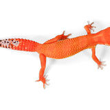 2513 - Tangerine - Female