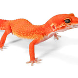 2513 - Tangerine - Female