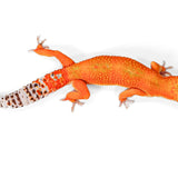 2507 - Tangerine -Male