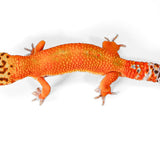 2507 - Tangerine -Male