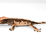 CRHC224 - Harlequin - Male