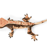 CRHC224 - Harlequin - Male