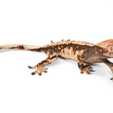 CRHC224 - Harlequin - Male