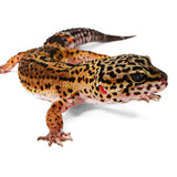 X3- PET ONLY- Female - See Description