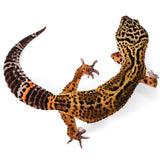 X3- PET ONLY- Female - See Description