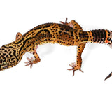 X3- PET ONLY- Female - See Description