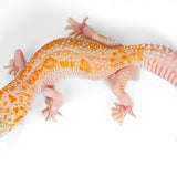 2512 - WY Jungle Eclipse - Female