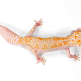 2512 - WY Jungle Eclipse - Female