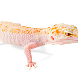 2512 - WY Jungle Eclipse - Female