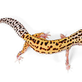 2519 - Xanthic Eclipse - Male