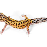 2519 - Xanthic Eclipse - Male