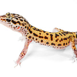 2519 - Xanthic Eclipse - Male