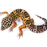 2520 - Black Night/ Blood - Female