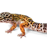 2520 - Black Night/ Blood - Female