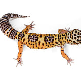 2520 - Black Night/ Blood - Female