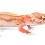 2521 - Tangerine Rainwater - Female