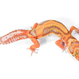 2521 - Tangerine Rainwater - Female