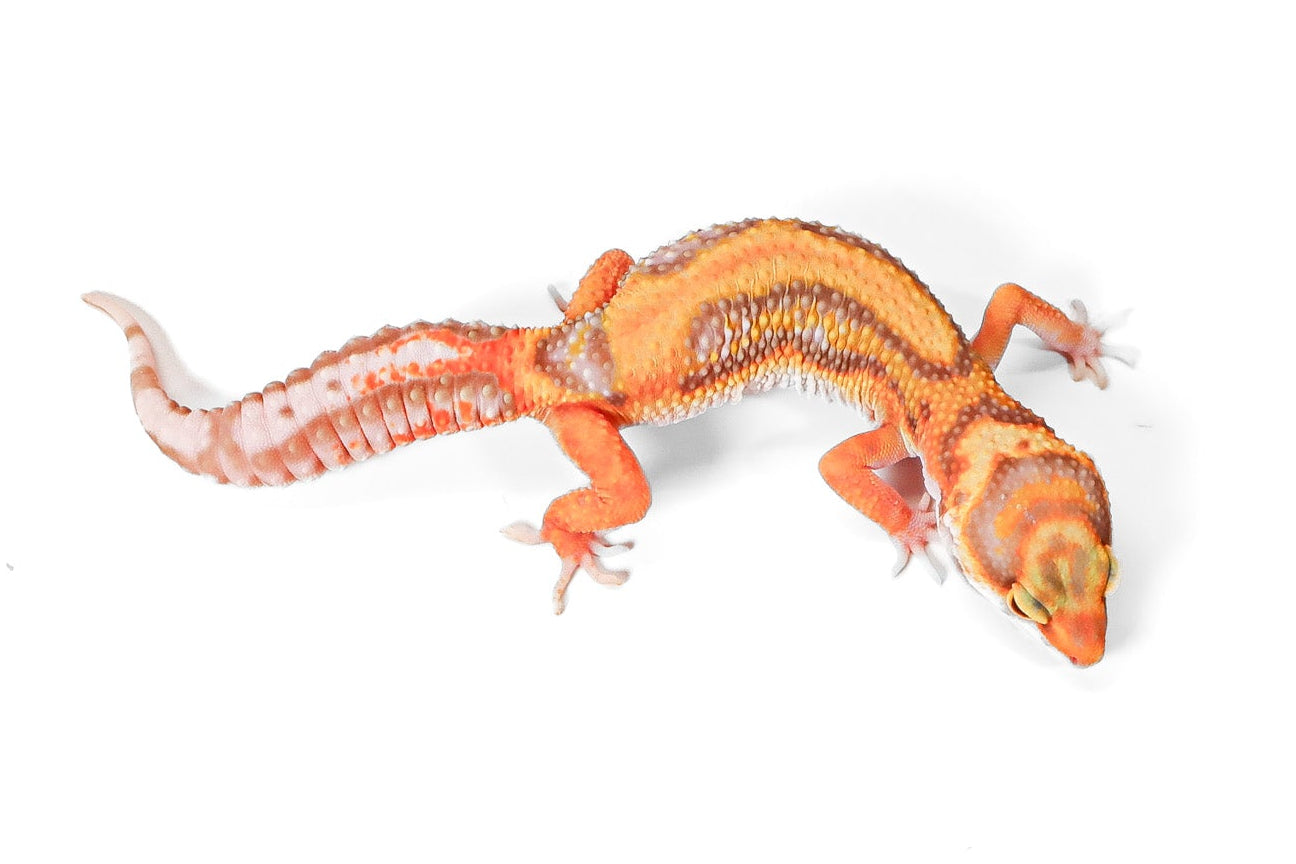 2521 - Tangerine Rainwater - Female