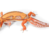 2521 - Tangerine Rainwater - Female