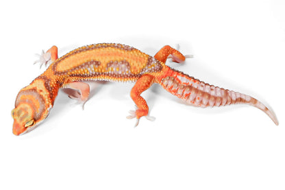 2521 - Tangerine Rainwater - Female