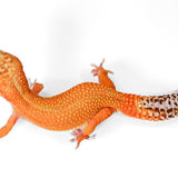 2511 - Tangerine - Female