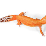 2511 - Tangerine - Female