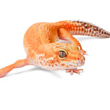 2511 - Tangerine - Female