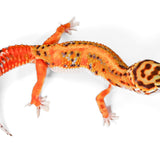 2522 - Tangerine Bold- Male