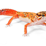 2522 - Tangerine Bold- Male