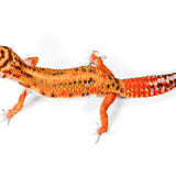 2522 - Tangerine Bold- Male