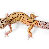 2523 - Mack Snow Eclipse - Male