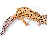 2523 - Mack Snow Eclipse - Male