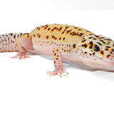 2523 - Mack Snow Eclipse - Male