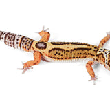 2524 - Black Night/ Mandarin - Male