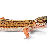 2524 - Black Night/ Mandarin - Male