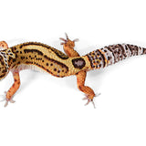 2524 - Black Night/ Mandarin - Male