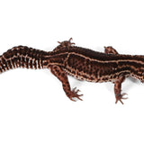 2326 - Black Night Mack Snow - Female