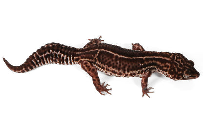 HOLD 2326 - Black Night Mack Snow - Female