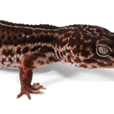 2326 - Black Night Mack Snow - Female