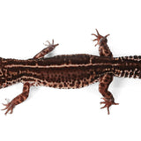 2326 - Black Night Mack Snow - Female