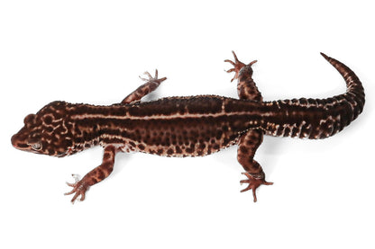 HOLD 2326 - Black Night Mack Snow - Female