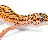 2327 - Black Night Cross -  Male