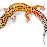 2327 - Black Night Cross -  Male